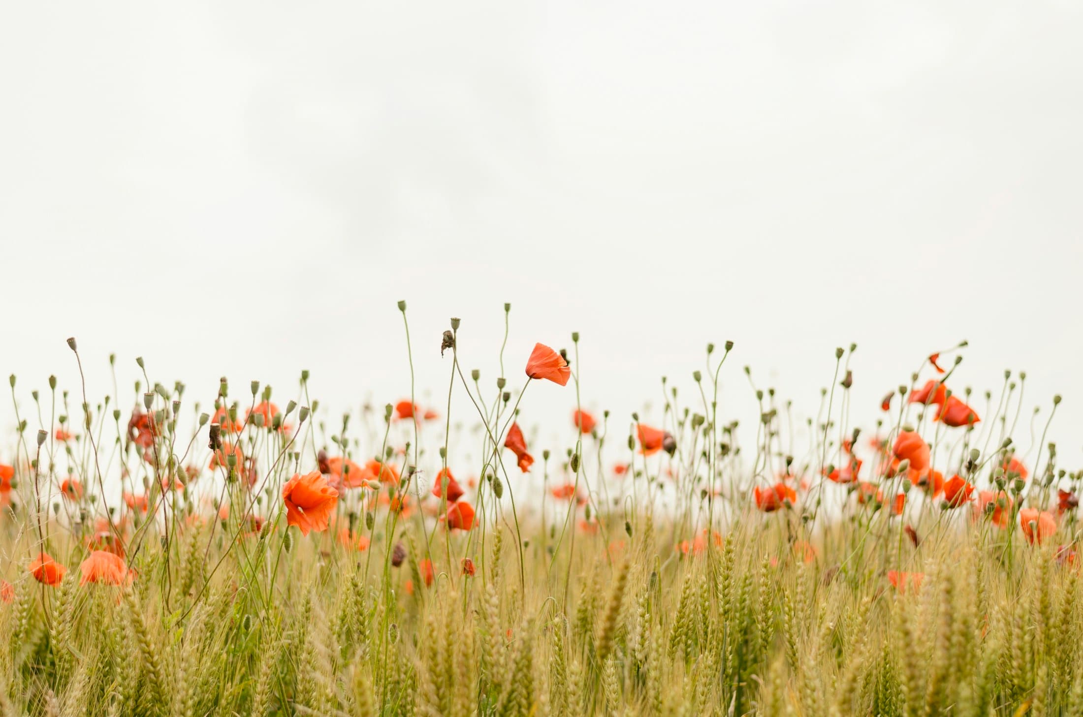A sunlit wildflower meadow under a soft, open sky at daybreak
